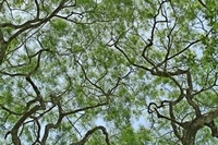 Blätterdach